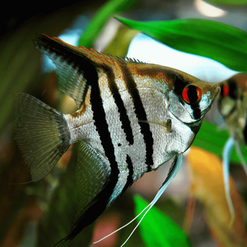 Pterophyllum scalare zebra