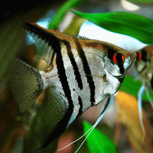 Pterophyllum scalare zebra