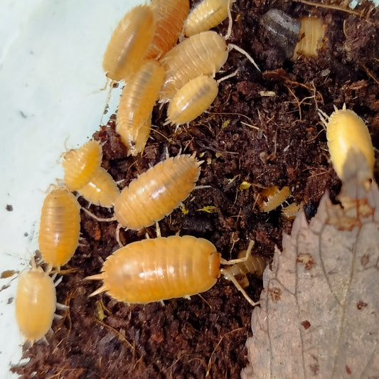 Porcellio leavis Orange (15pz)