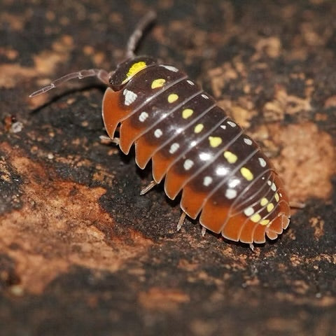 Armadillidium klugii Montenegro (15pz)