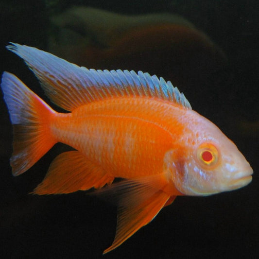 Aulonocara sp. Red Pink albino