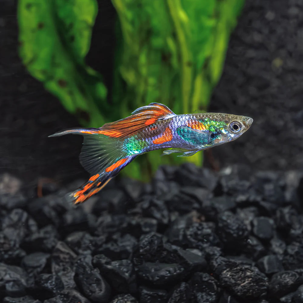 Poecilia reticulata (Guppy) Double Sword