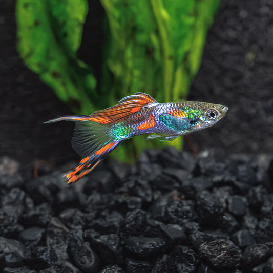 Poecilia reticulata (Guppy) Mosaïque rouge Dumbo