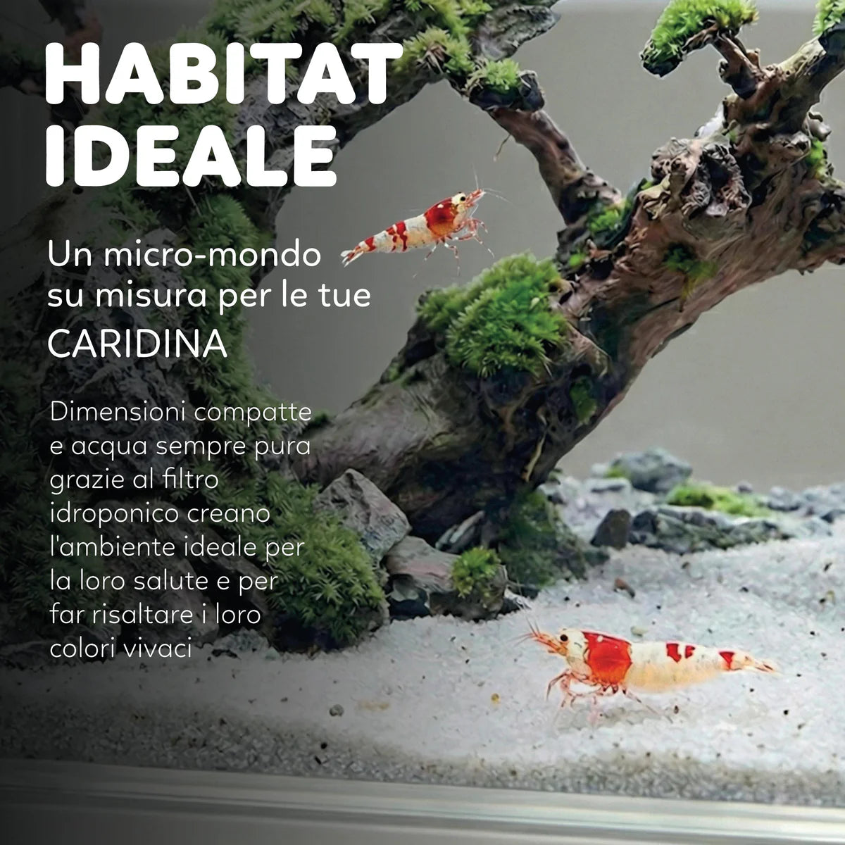 AQPet Hydo Mini Acquario da Scrivania con LED, Filtro e Dock Station | Animal Instinct Roma