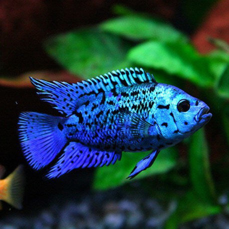 Chiclasoma Blue Jack Dempsey