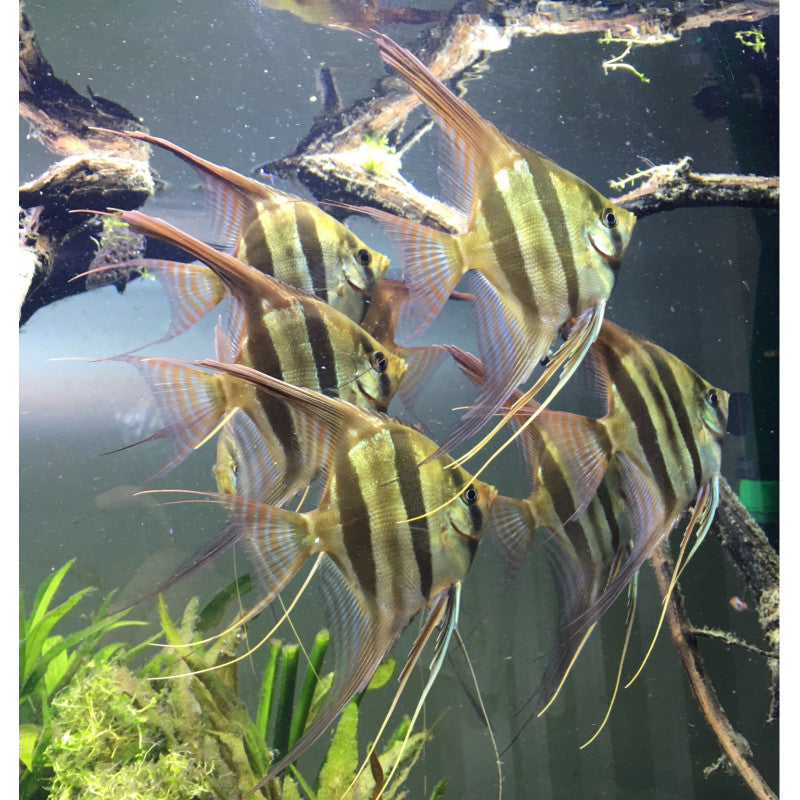 Pterophyllum Altum (Inirida F1)