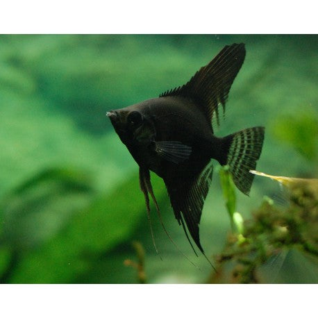 Pterophyllum Scalare Black