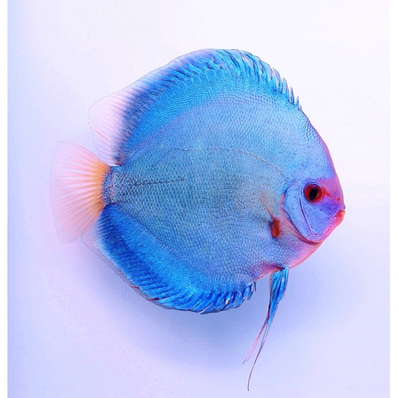 Symphysodon Discus Blue Diamant