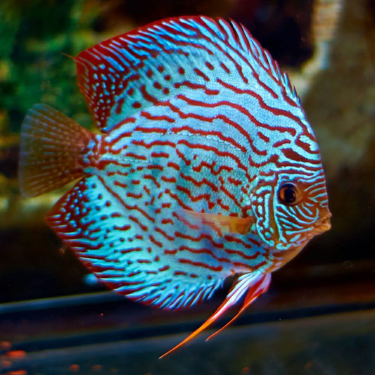 Symphysodon Discus Brilliant Turquoise