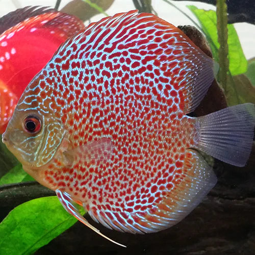 Symphysodon Discus Leopard Snakeskin