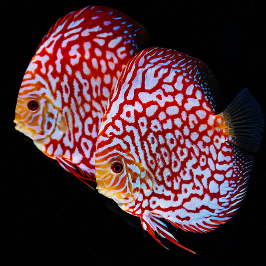 Symphysodon Discus Pigeon Checkerboard