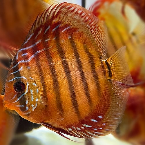 Symphysodon Discus Red Alenquer