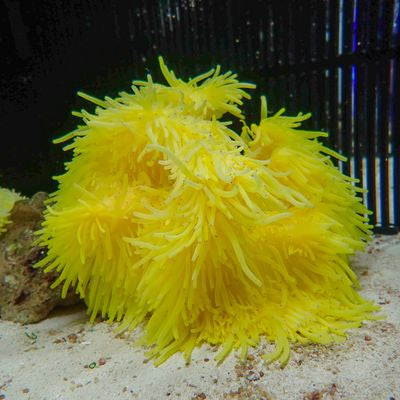 Heteractis malu yellow