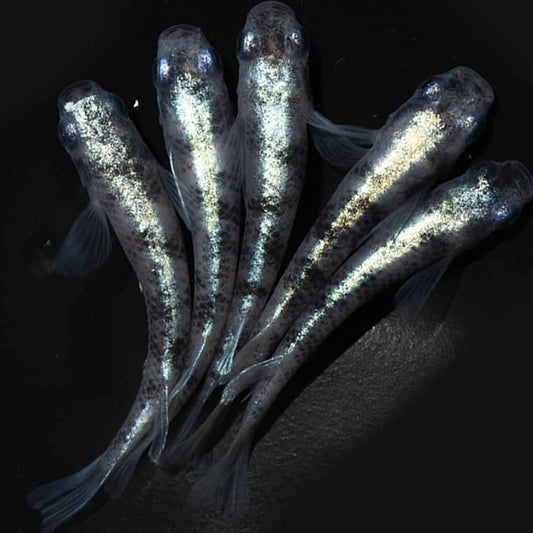 Oryzias lapites white black Medaka