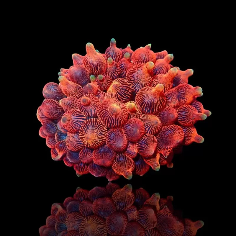 Entacmea quadricolor “bubble anemone sunburst and green”