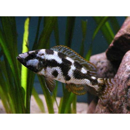 Haplochromis Livingstonii