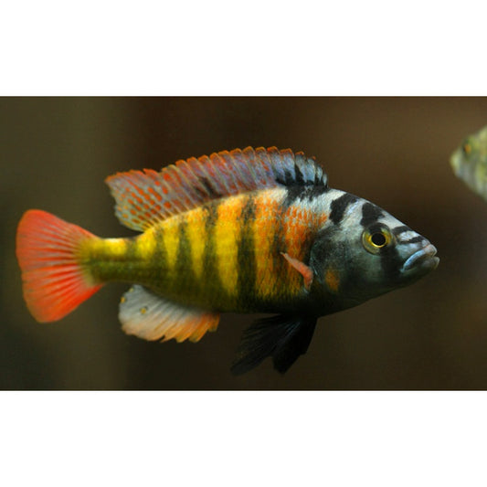 Haplochromis Obliquidens