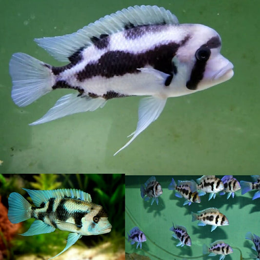 Cyphotilapia Frontosa Black Window