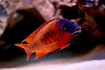 Petrochromis Red Bulu point