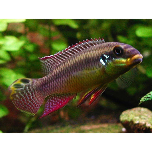 Pelvicachromis Taeniatus Dehane