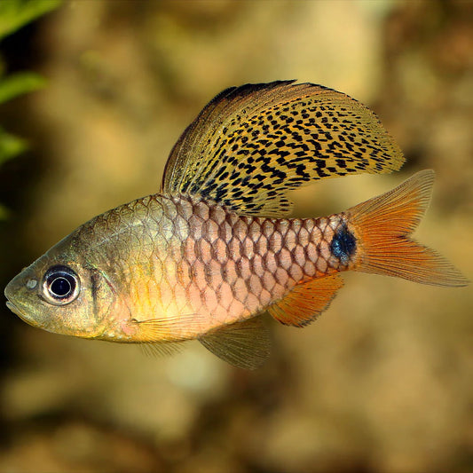 Oreichthys crenuchoides