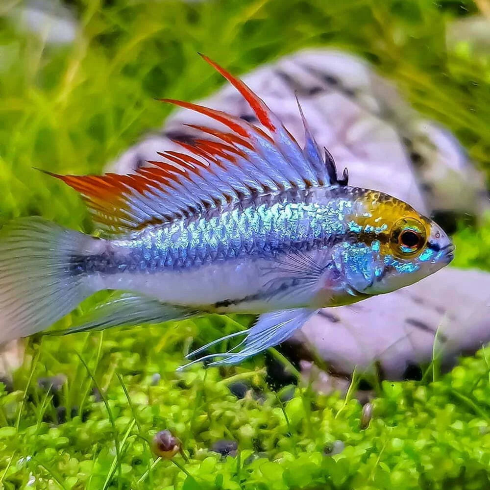 Apistogramma trifasciata