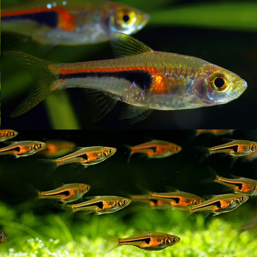 Rasbora hengeli – Animal.Instinct