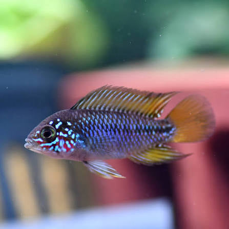 Apistogramma sp. Red point