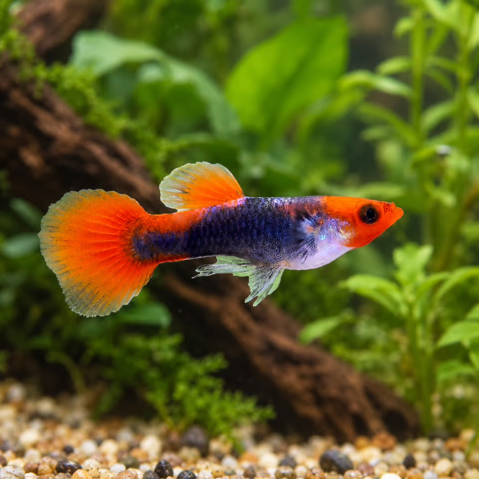 Poecilia reticulata (Guppy) female mix