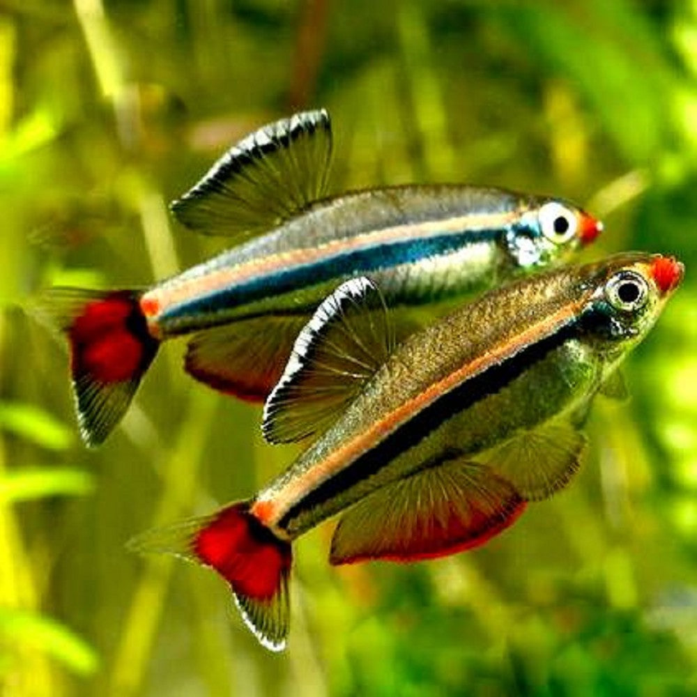 Tanichthys albonubes