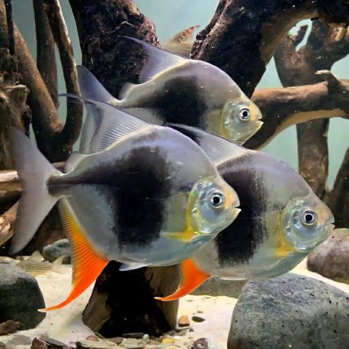 Poecilia reticulata (Guppy) female mix