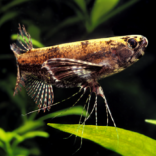 Poecilia reticulata (Guppy) female mix