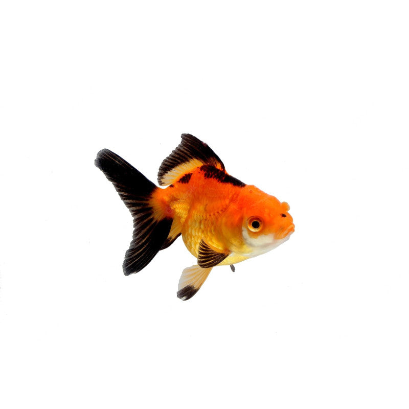 Carassius auratus “oranda multi colour”