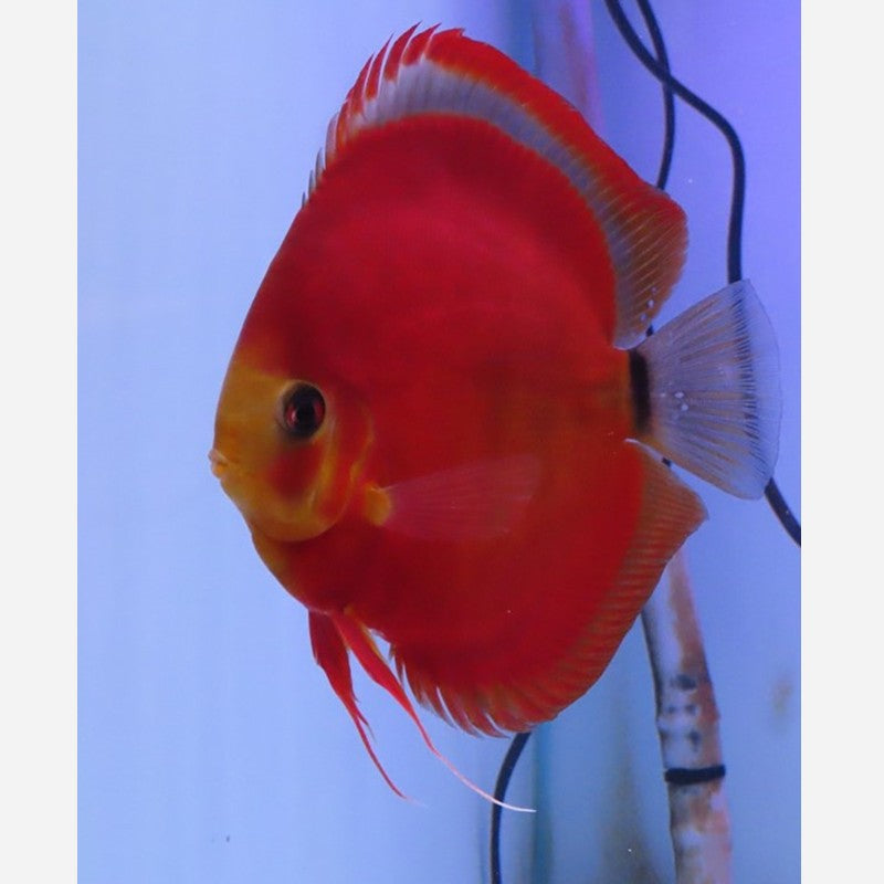 Symphysodon Discus Red Alenquer