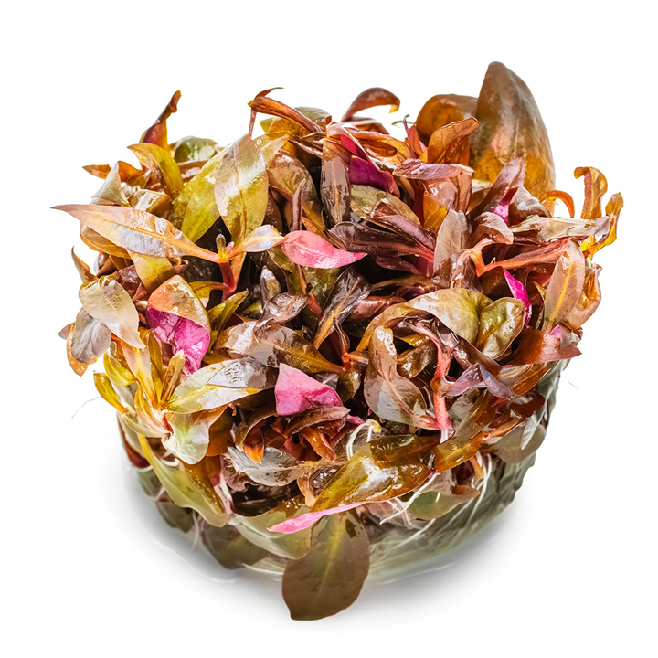 Alternanthera reineckii 'Mini' Cup