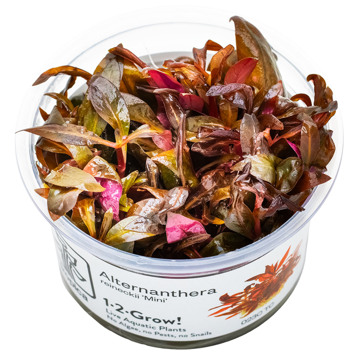 Alternanthera reineckii 'Mini' Cup