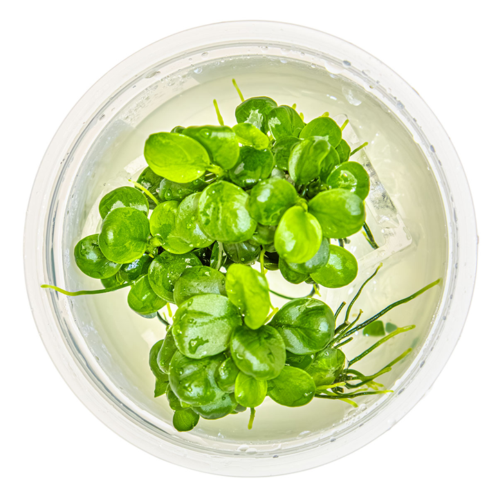 Anubias barteri “mini Coin” Cup