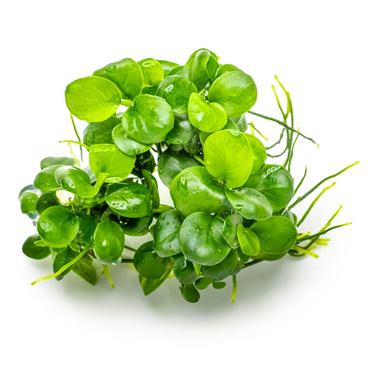 Anubias barteri “mini Coin” Cup