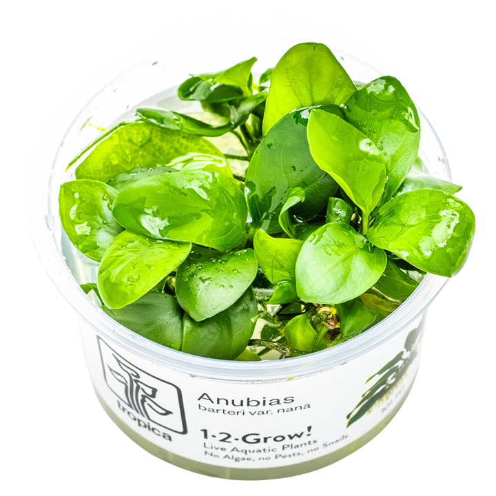 Anubias barteri Cup