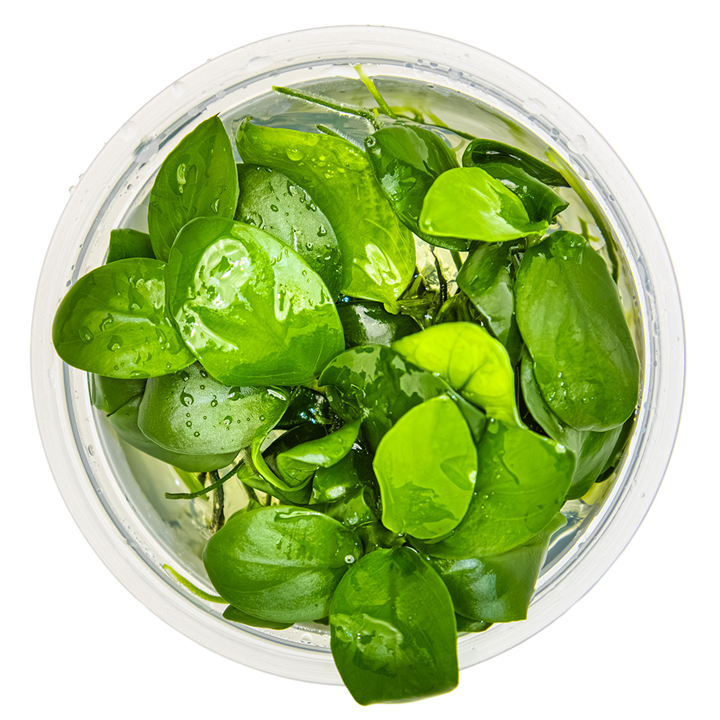 Anubias barteri Cup