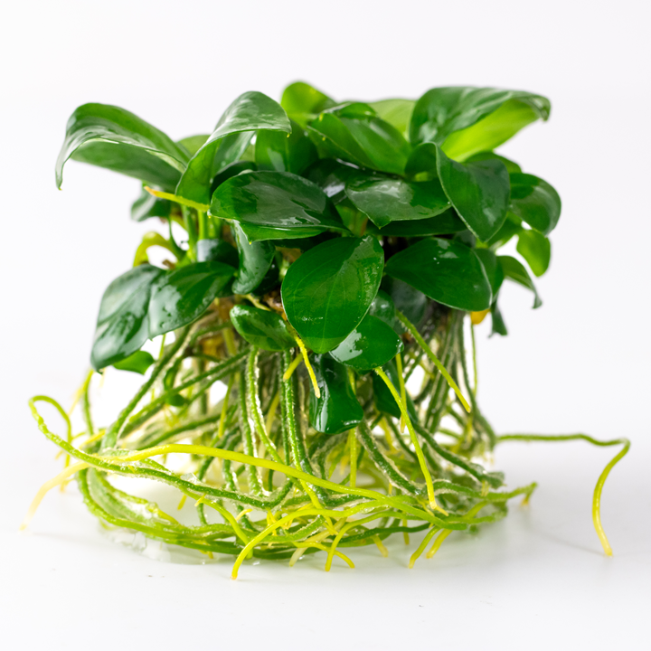 Anubias barteri Cup