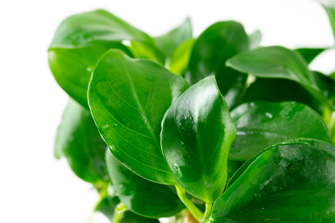 Anubias barteri Cup