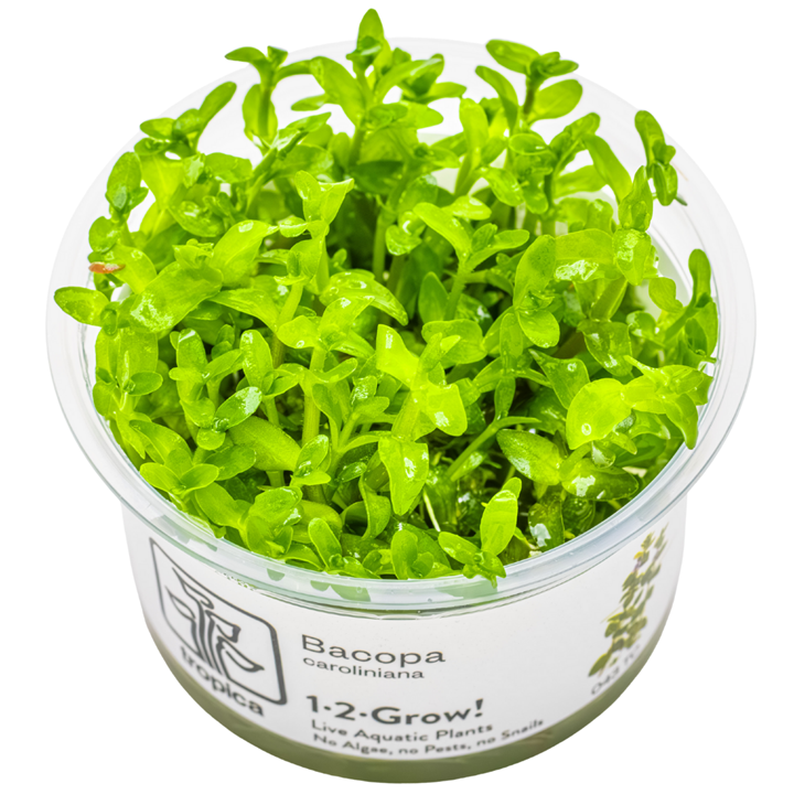 Bacopa caroliniana Cup