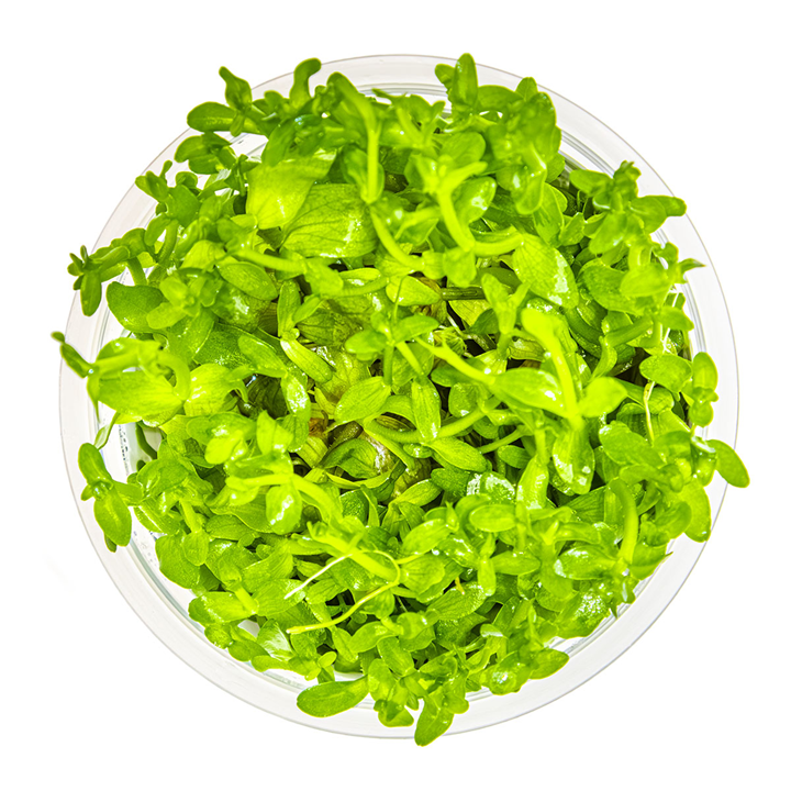 Bacopa caroliniana Cup