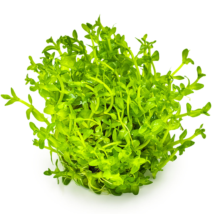 Bacopa caroliniana Cup