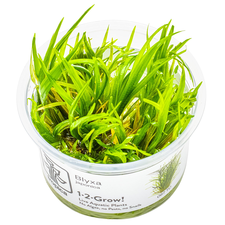Blyxa japonica Cup