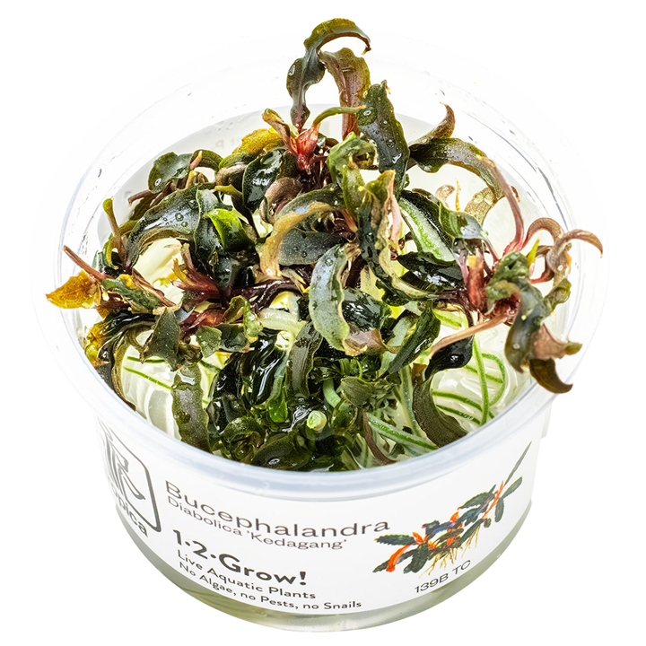 Bucephalandra diabolica “kedagang” Cup