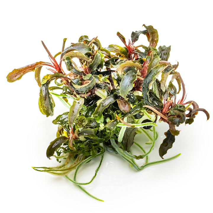 Bucephalandra diabolica “kedagang” Cup