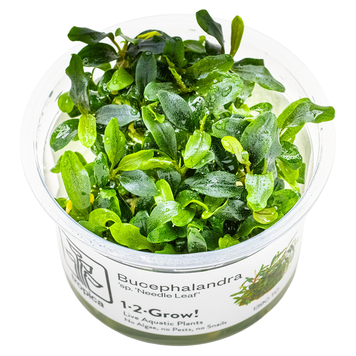 Bucephalandra sp. “Needle leaf” Cup