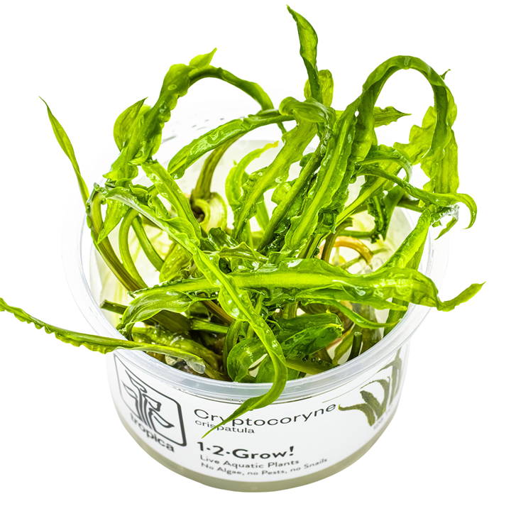 Cryptocoryne crispatula Cup